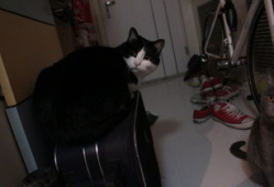 狸猫视频,揭秘萌宠日常，带你领略动物界的趣味瞬间