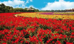 花海动漫,描绘青春梦想的奇幻画卷